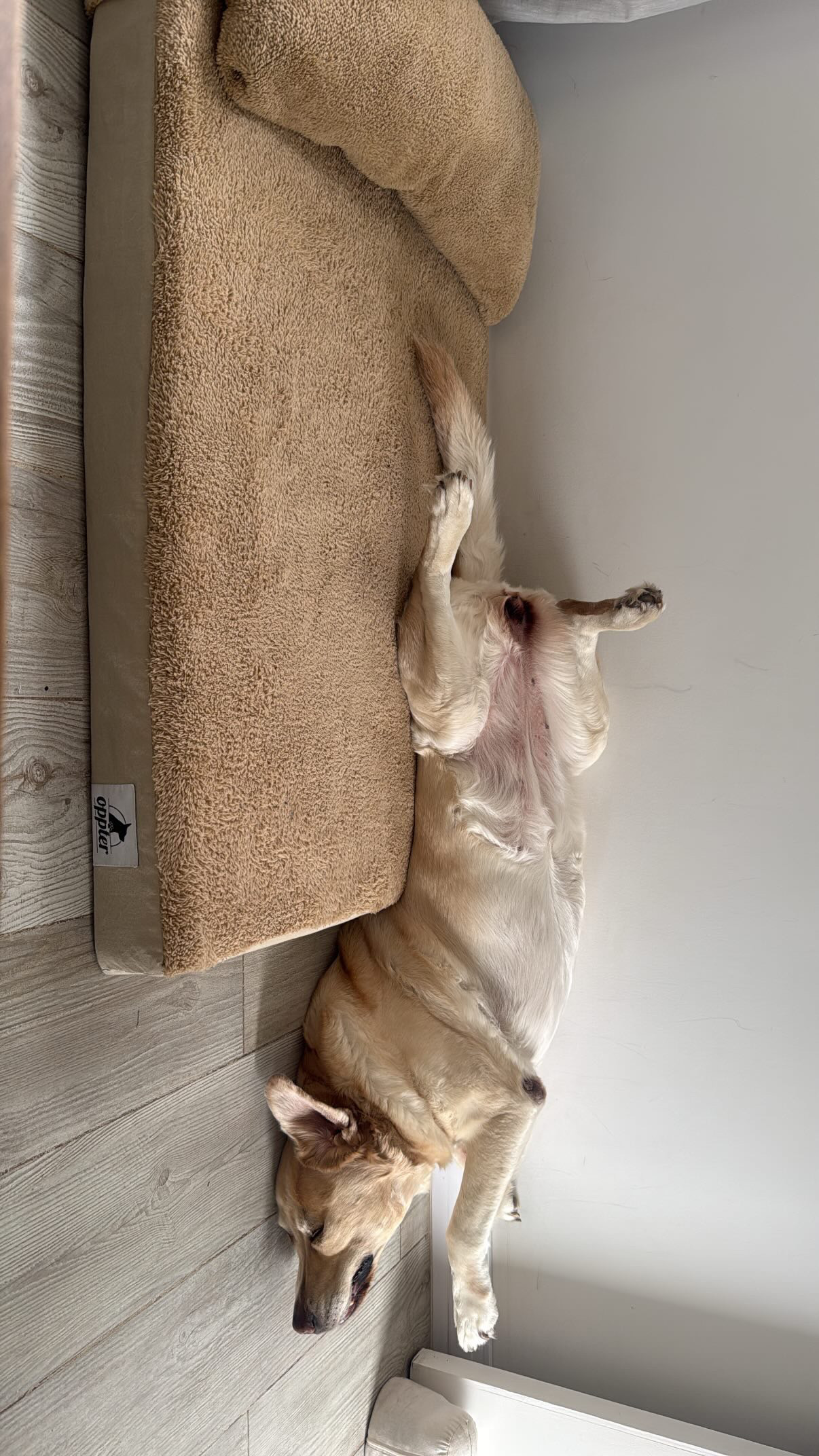 Cama Oppter Corderito armada con su almohada removible